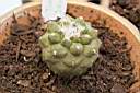 TURBINICARPUS LOPHOPHOROIDES.jpg